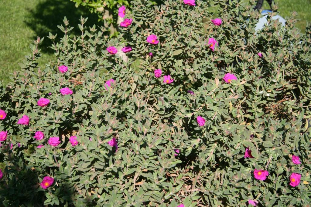 Les Hibiscus Panzió Maisons-Laffitte Kültér fotó